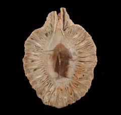 Araucaria cone polished half for sale | Buried Treasure Fossils