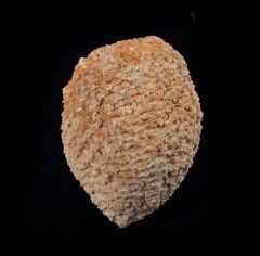 Araucaria mirabilis