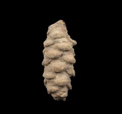 Extra Large Pararaucaria pine cone for sale | Buried Treasure Fossils