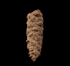 Pararaucaria pine cone for sale | Buried Treasure Fossils