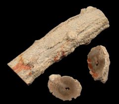 Argentine fossil  pine cone for sale | Buried Treasure Fossils