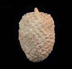 Fossil pine cone for sale | Buried Treasure Fossils