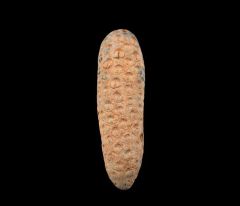 Extra large Moroccan pine cone for sale | Buried Treasure Fossils