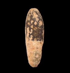 Extra large Moroccan Dicotaledon fruit for sale | Buried Treasure Fossils