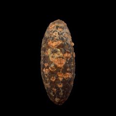Moroccan Dicotaledon for sale | Buried Treasure Fossils