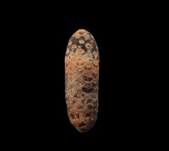 New Moroccan fossil fruit for sale | Buried Treasure Fossils