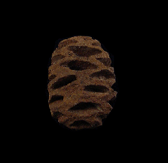 Metasequoia fossil pine cone | Buried Treasure Fossils