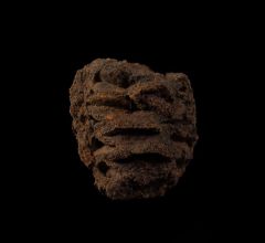 Metasequoia pine cone for sale | Buried Treasure Fossils