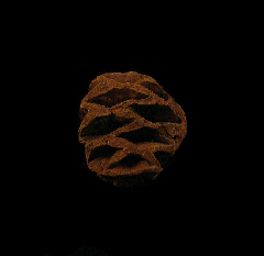 Metasequoia fossil pine cone | Buried Treasure Fossils
