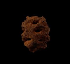 Hell Creek Metasequoia pine cone for sale | Buried Treasure Fossils