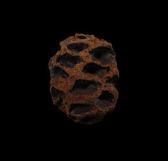 Metasequoia fossil pine cone for sale | Buried Treasure Fossils