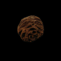 Metasequoia fossil pine cone | Buried Treasure Fossils