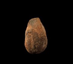 Spinifructus antiquus for sale | Buried Treasure Fossils