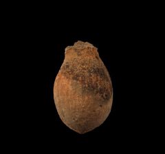 Hell Creek Palm fruit for sale | Buried Treasure Fossils