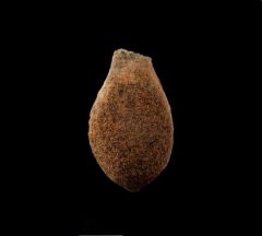 Hell Creek Spinifructus antiquus for sale | Buried Treasure Fossils