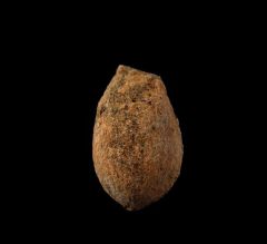 Hell Creek Spinifructus antiquus for sale | Buried Treasure Fossils