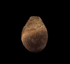 Hell Creek Spinifructus antiquus for sale | Buried Treasure Fossils