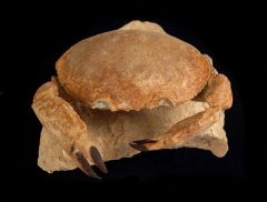 Harpactocarcinus punctulatus   (Crab)