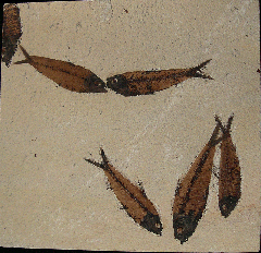 Quality Knightia eocaena fish for sale