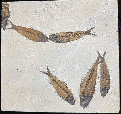 Quality Knightia eocaena fish for sale