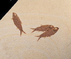 Quality Knightia eocaena fish for sale