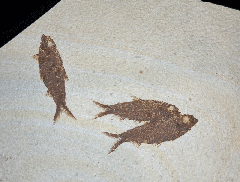 Quality Knightia eocaena fish for sale