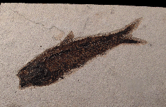 Green River Knightia fossil fish for sale | Buried Treasure Fossils