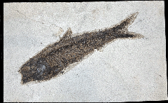 Green River Knightia fossil fish for sale | Buried Treasure Fossils