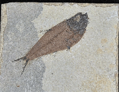 Green River Knightia fish 