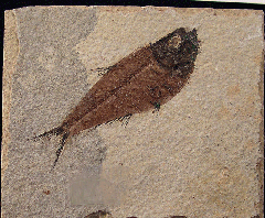 Green River Knightia fish 