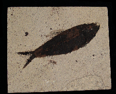 Knightia eocaena - a Herring-like fish for sale | Buried Treasure Fossils