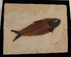 Inexpensive Knightia fish for sale | Buried Treasure Fossils