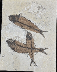 Quality Knightia eocaena fish for sale