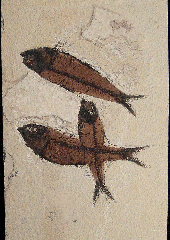 Quality Knightia eocaena fish for sale