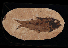 Knightia eocaena - a Herring-like fish for sale | Buried Treasure Fossils
