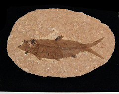 Green River Knightia fish for sale | Buried Treasure Fossils