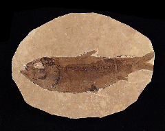 Knightia eocaena fossil fish
