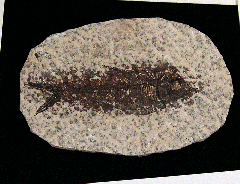 Knightia eocaena fossil fish