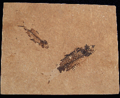 Knightia eocaena fossil fish - X464f | Buried Treasure Fossils