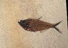 Diplomystus dentatus | Buried Treasure Fossils