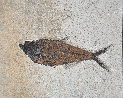 Diplomystus dentatus | Buried Treasure Fossils