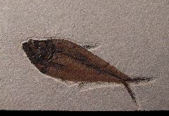 Top quality Green River Fm. Fossil fish for sale 