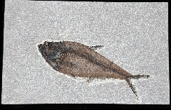 Top quality Green River Fm. Fossil fish for sale | Buried Treasure Fossils