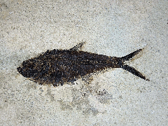 Top quality Green River Fm. Fossil fish for sale | Buried Treasure Fossils