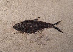 Top quality Green River Fm. Fossil fish for sale | Buried Treasure Fossils