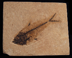 Diplomystus fish - X479d | Buried Treasure Fossils