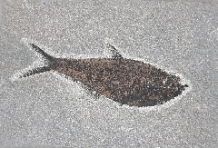 Top quality Green River Fm. Fossil fish for sale | Buried Treasure Fossils