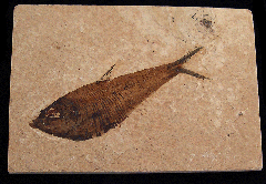 Quality Diplomystus fish for sale | Buried Treasure Fossils