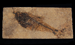 Diplomystus fish - X479d | Buried Treasure Fossils