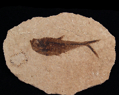 Diplomystus fish - X479d | Buried Treasure Fossils